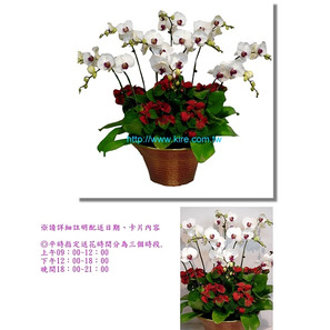 蘭花盆栽─白花紅心蝴蝶蘭