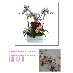 蘭花盆栽─小花系列蝴蝶蘭