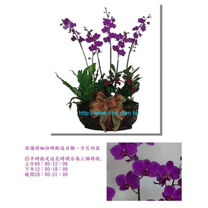 蘭花盆栽─滿天紅蝴蝶蘭