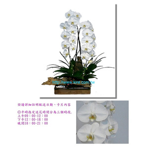 蘭花盆栽─特級大花白蝴蝶蘭
