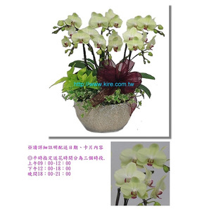 蘭花盆栽─沙西米蝴蝶蘭