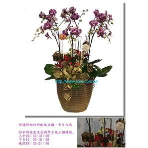 蘭花盆栽─蝴蝶蘭